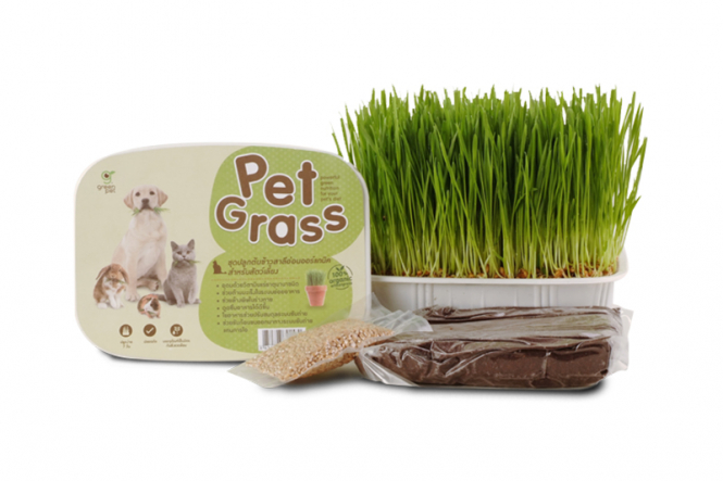 Pet Grass
