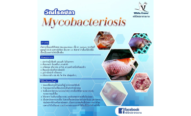 วัณโรคปลา Mycobacteriosis