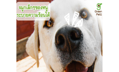 จมูกเล็กๆของหนูช่วยระบายความร้อน