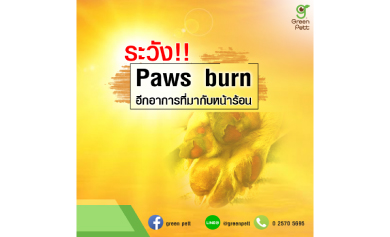 ระวัง‼️ Paws Burn อีกอาการที่มากับหน้าร้อน
