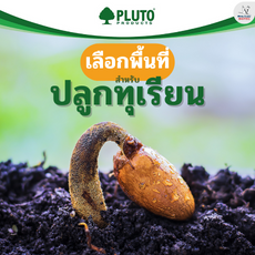 การเลือกพื้นที่ปลูกทุเรียน