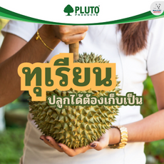 ทุเรียน…ปลูกได้ต้องเก็บเป็น