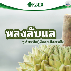 หลงลับแล ทุเรียนพันธุ์ดีของเมืองเหนือ