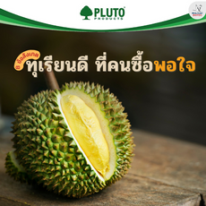 8 ข้อสังเกตทุเรียนดี ที่คนซื้อพอใจ