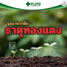 จุลอาหารพืช ธาตุทองแดง