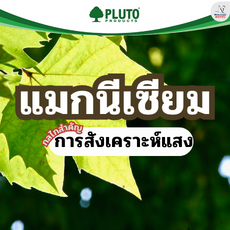 แมกนีเซียมกลไกสำคัญในการสังเคราะห์แสง