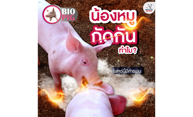 น้องหมูกัดกันทำไม?