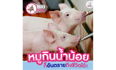หมูกินน้ำน้อย ก็อันตรายถึงชีวิตได้