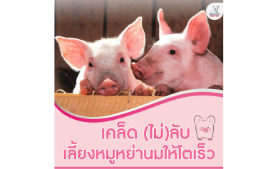 เคล็ด(ไม่)ลับ เลี้ยงลูกหมูหย่านมให้โตไว​
