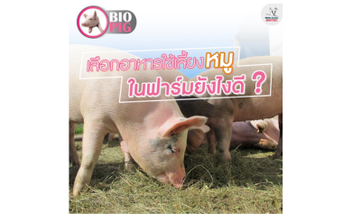 เลือกอาหารใช้เลี้ยงหมู ในฟาร์มยังไงดี?