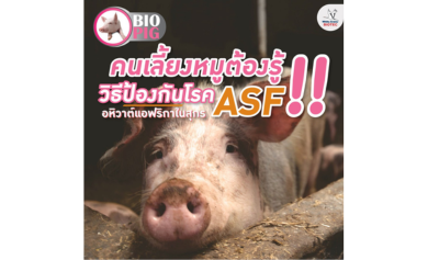 วิธีป้องกันโรค ASF อหิวาต์แอฟริกาในสุกร
