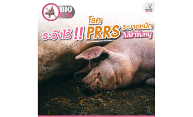 โรค PRRS ระบาดหนักในฟาร์มหมู