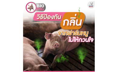 วิธีป้องกันกลิ่น จากฟาร์มหมูไม่ให้กวนใจ