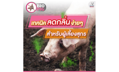 เทคนิคลดกลิ่นง่ายๆ สำหรับผู้เลี้ยงสุกร