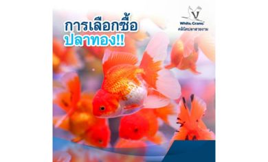 การเลือกซื้อปลาทอง