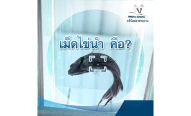 เม็ดไข่นำ คือ?