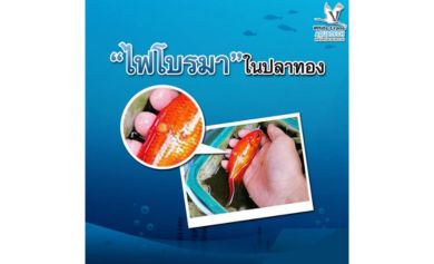 ไฟโบรม่า ในปลาทอง
