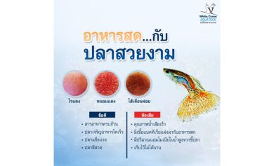 อาหารสด...กับปลาสวยงาม