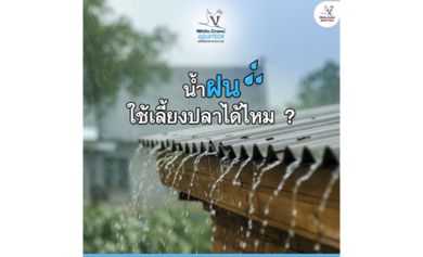น้ำฝนใช้เลี้ยงปลาได้ไหม