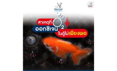 สาเหตุที่ออกซิเจนในตู้ไม่เพียงพอ