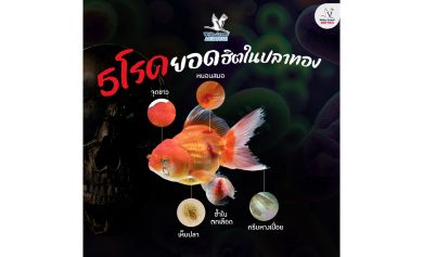 5 โรคยอดฮิตในปลาทอง