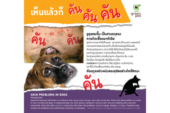 Skin problems in dogs