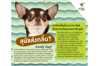 Smelly Dog?
