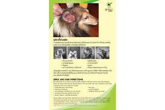 Dogs and ear infections