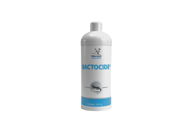 Bactocide
